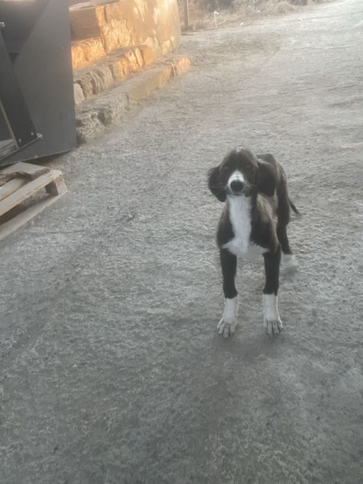 Тазы күшігі сатылады таза қанды