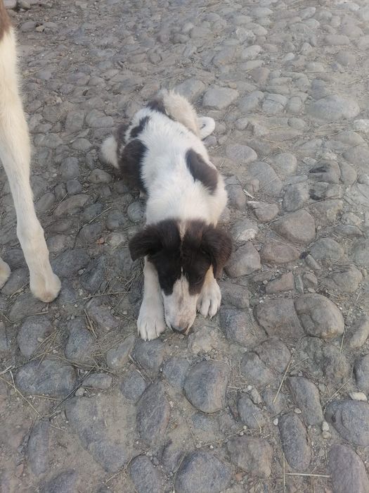 Ofer spre adopție cățel