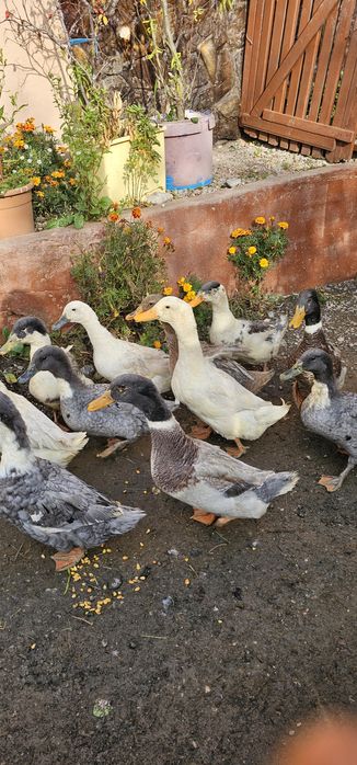Vând rate de casă tinere