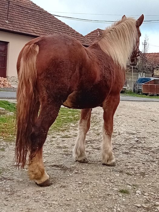 Vând manză de 2 ani