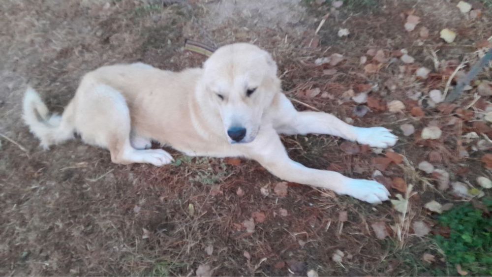 Продаётся Алабай