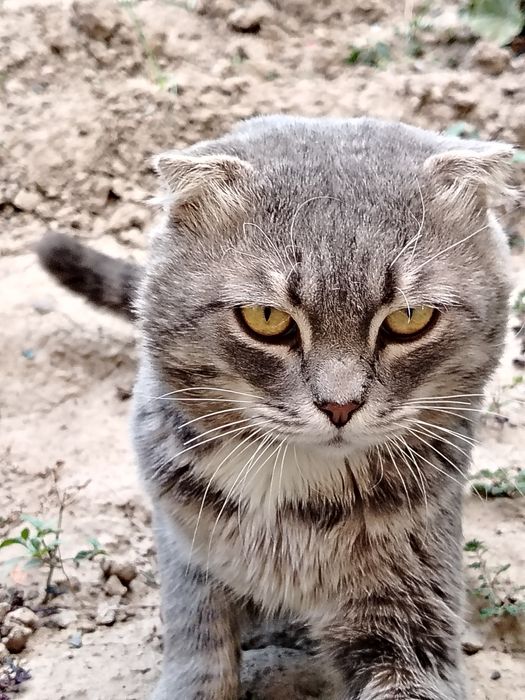 Mushuklar yuvosh