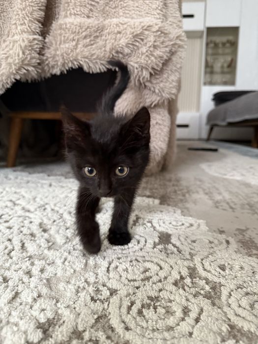 Отдам котенка в хорошие руки