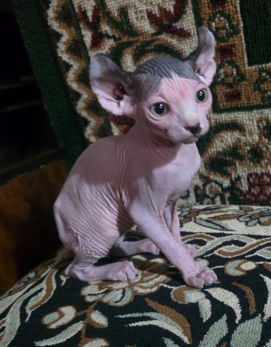 Продается девочка  породы СФИНКС Эльф