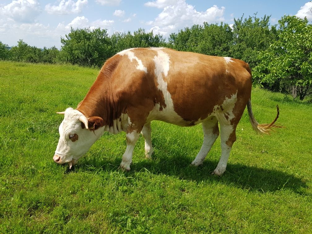 Bălțată românească