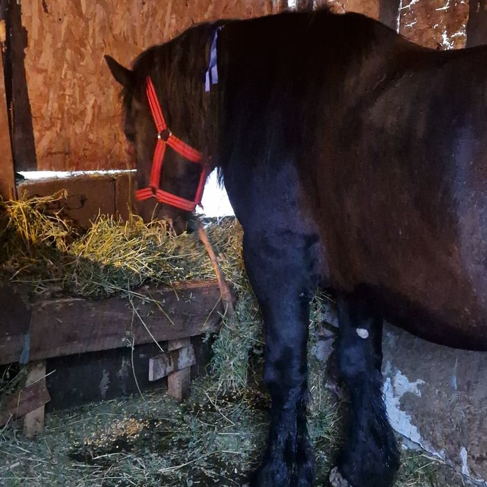 Vând armăsar în vârstă de 12 ani