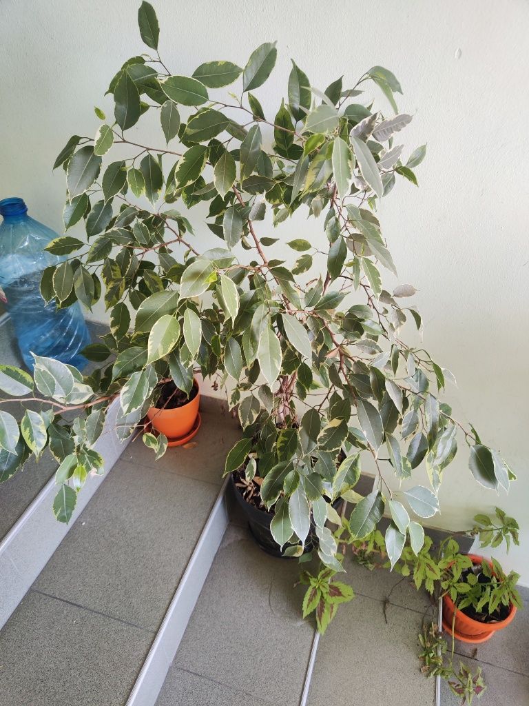 Бенджамини- 2 броя