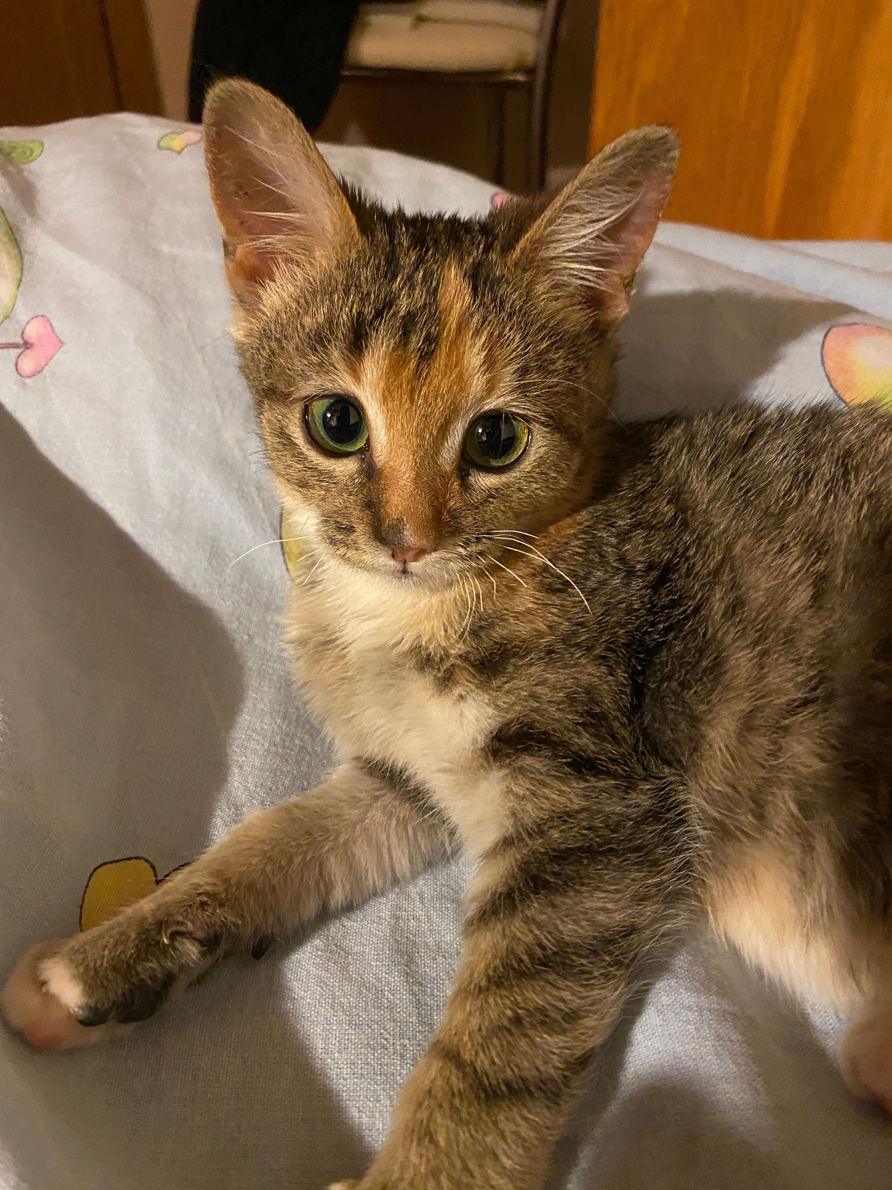 pisica spre adoptie