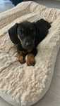 Pui teckel dachshund