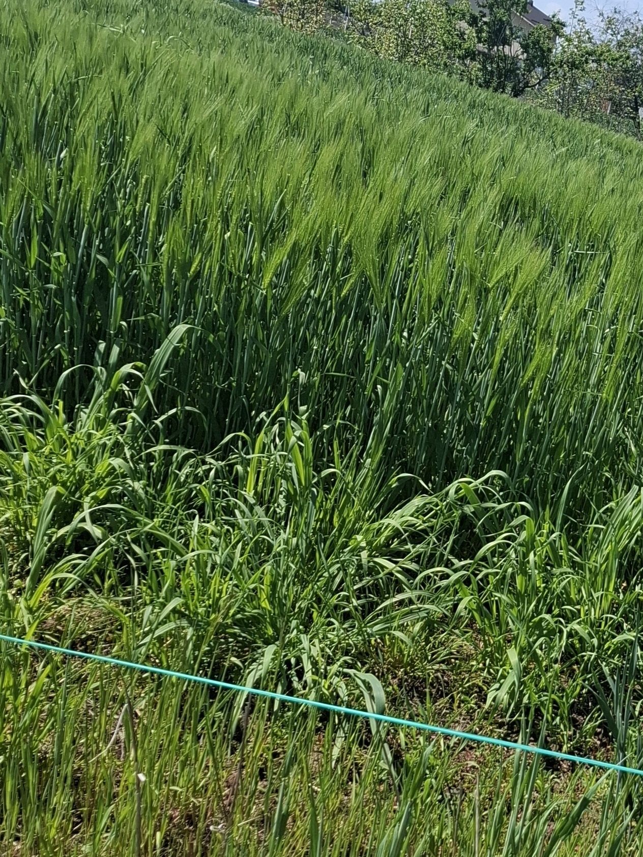 Vând teren  comuna Berceni