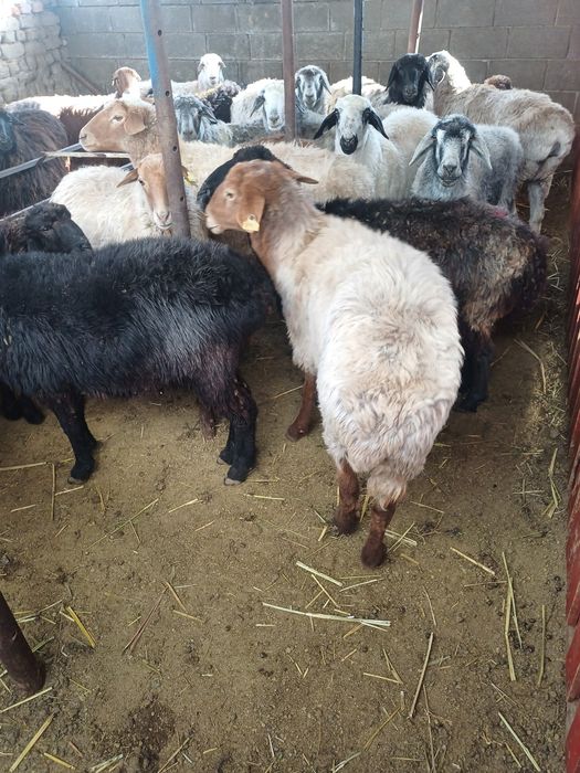 Семиз кой токтылар