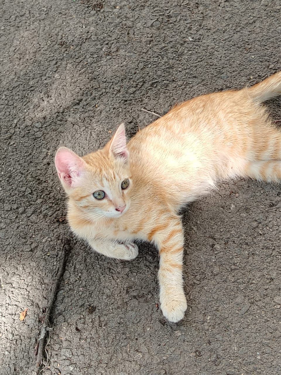Котята ищут добрые руки и дом