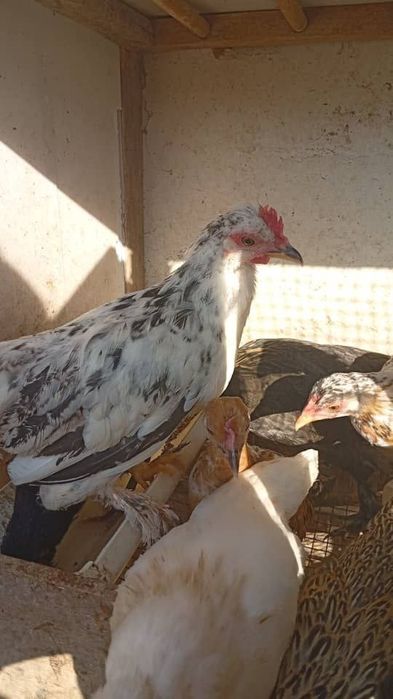 Продам японок  8-9 штук 1 из них чайник .