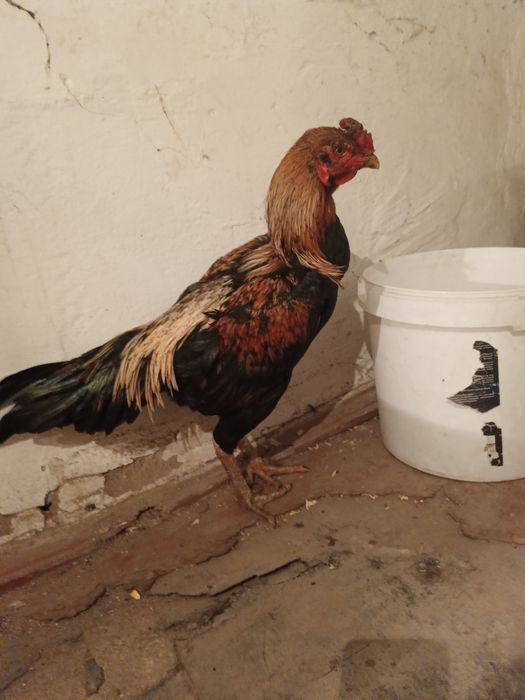 Продам семейка даканов 1 петух, 4 куры или обмен прелагайте варианты