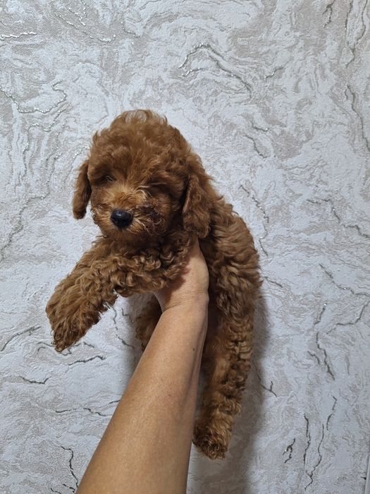 Мини той пуделя мальчики