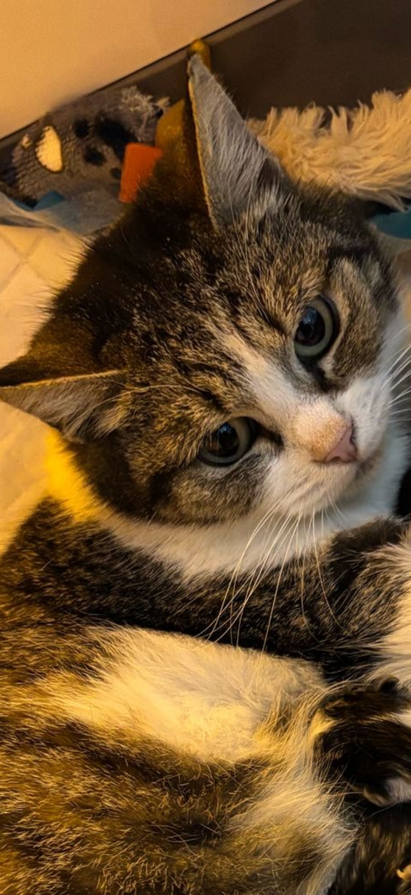 Adoptie pisica sterilizata, vaccinata+set full de analize