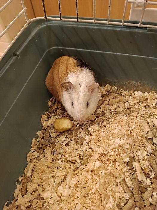 Морские свинки классные грызуны