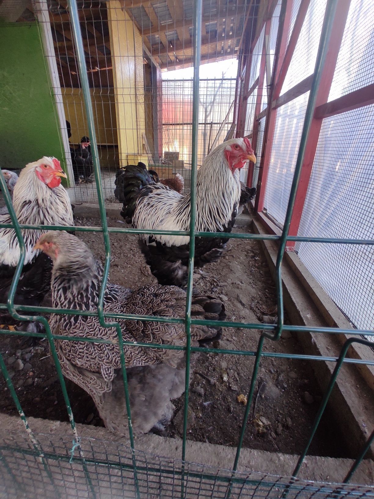 Puișori Brahma herminat închis