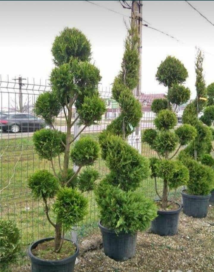 Specialitati plante ornamentale la ghiveci aclimatizate