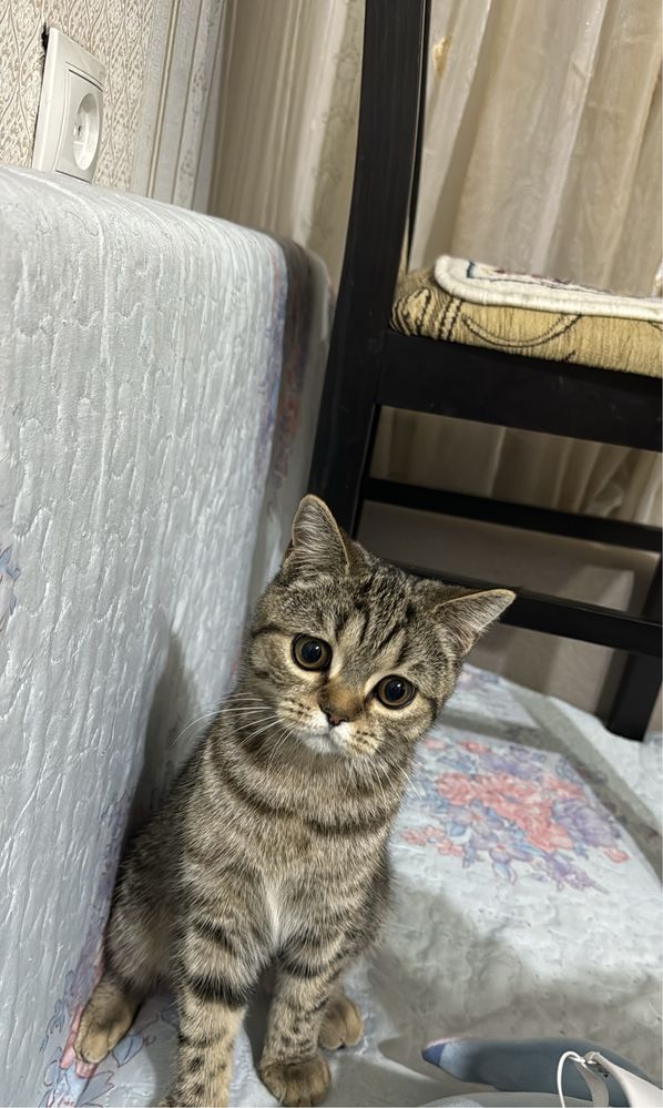 Отдам даром британскую кошечку, 8 месяцев.Тегін мысықты беремін