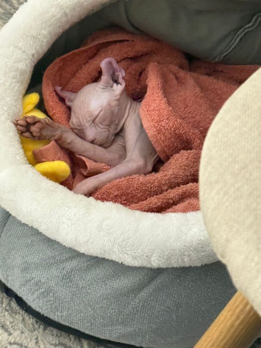 Котенок сфинкса со всеми вещами