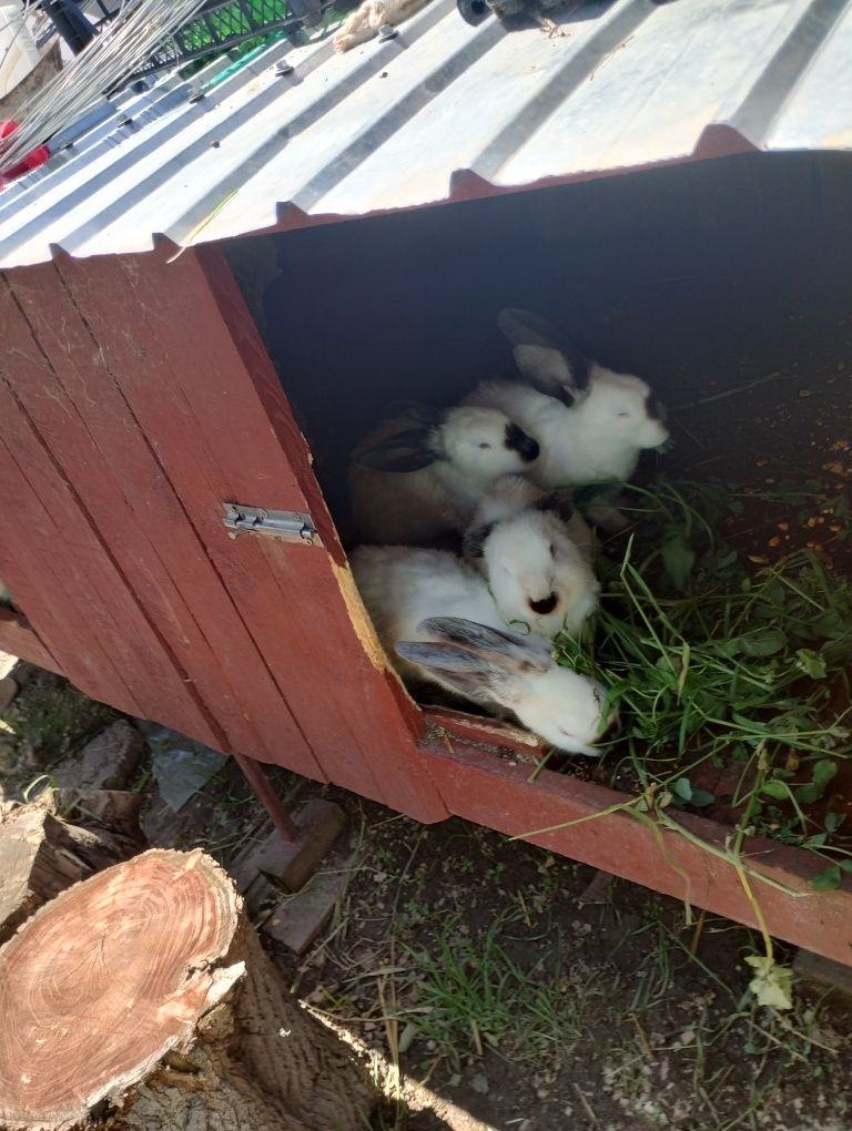 Vînd iepuri ,Uriași de Transilvania,din Oltenița,