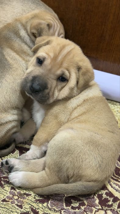 Продам Щенят  шарпея