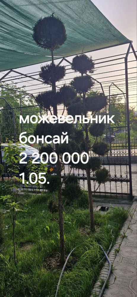 Можевельник, хар хил дарахт сотилвотти
