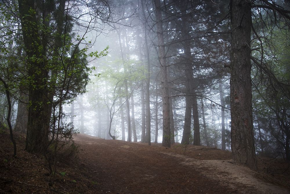 Tour “Institute of the Sun + Sukok Forest”