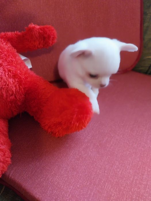 Свободни чихуахуа