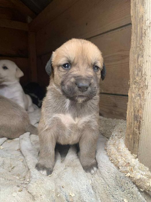 Spre adopție cățeluși patru saptamani