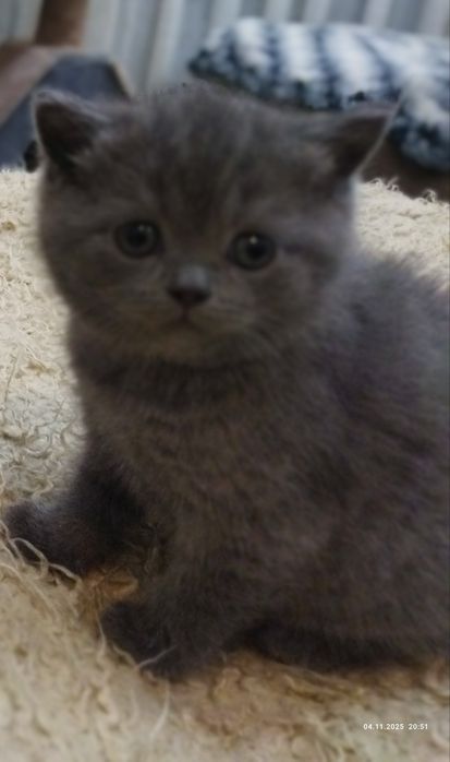 Продаются шотландские котята