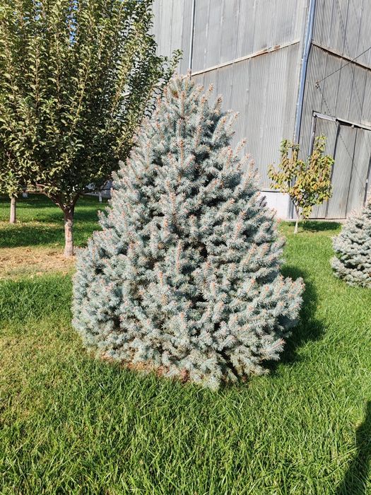 Продается Голубая ель
