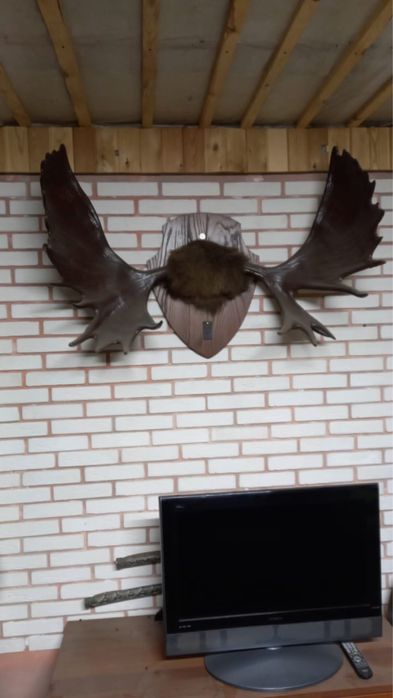 Рога лося большие