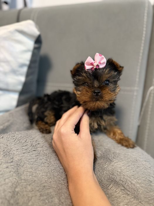 Йорки/Йоркширски териер