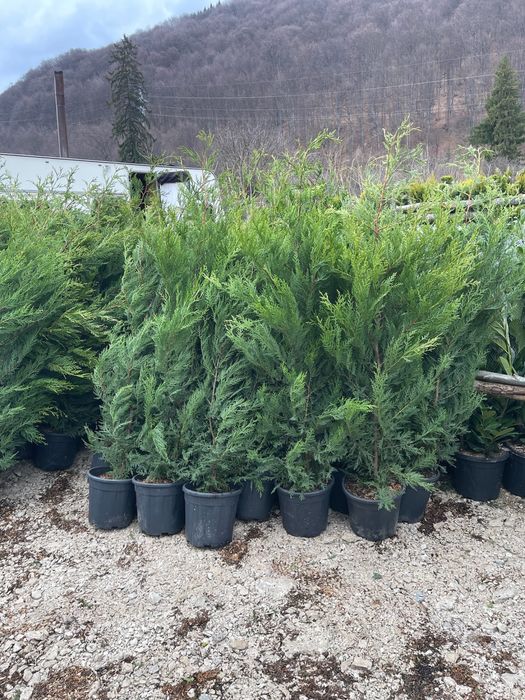 Tuia Leylandii – gard viu rapid și des, direct de la producător