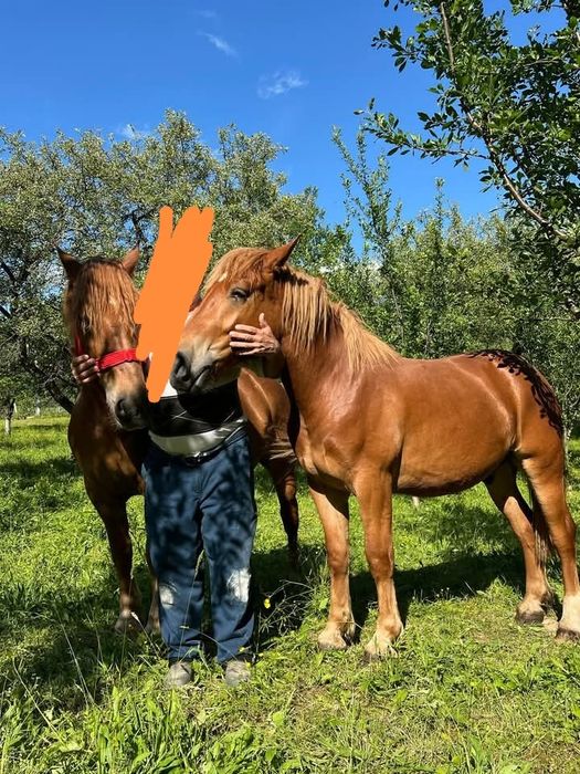 Vând o iapa și un manz