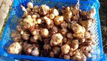 Продавам земна ябъла (гулия)