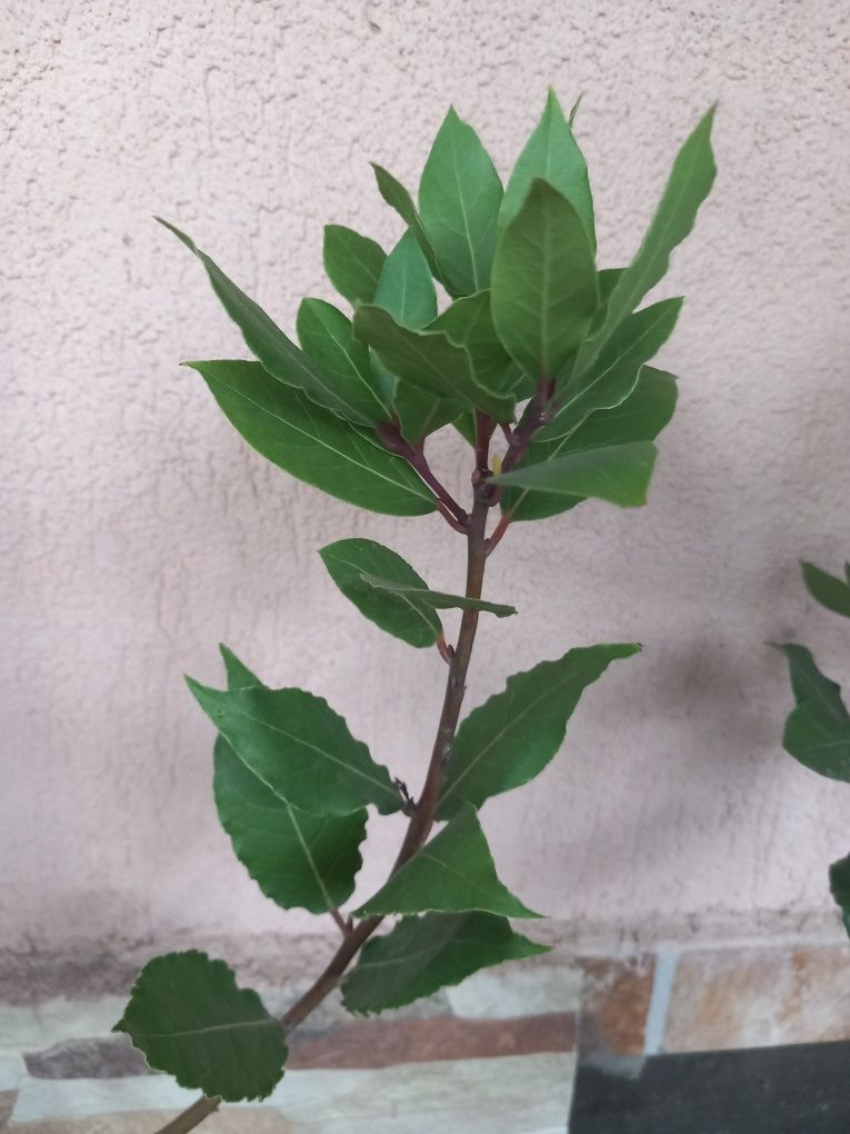 Dafin - planta aromatica perena