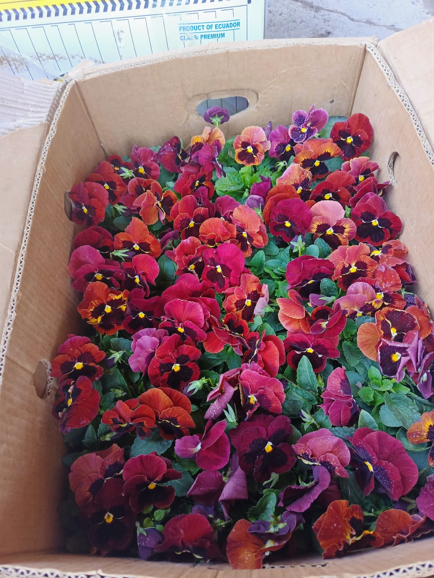 Viola kapale gullarimiza bor