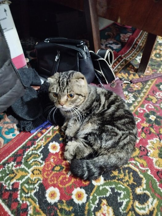 Зотга мушук сотилади нархини келишамиз