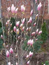 Magnolia Tuia mesteacăn