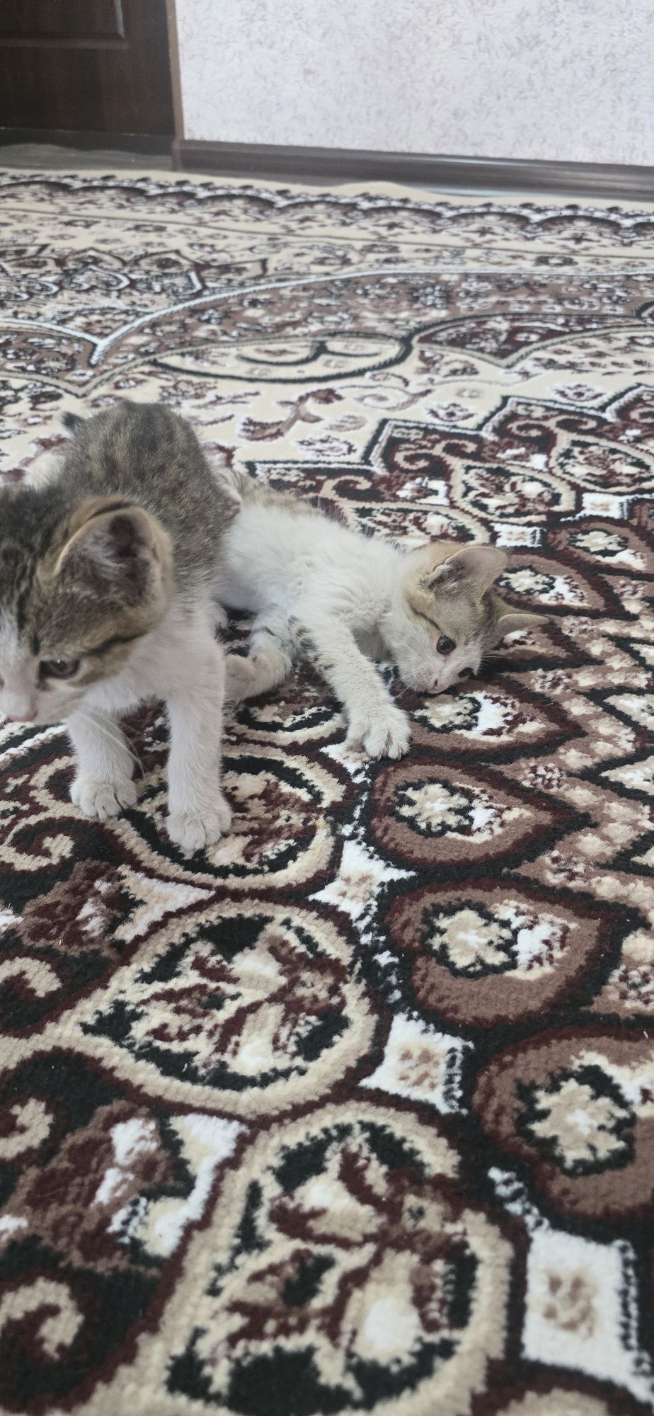 Отдам котят даром.