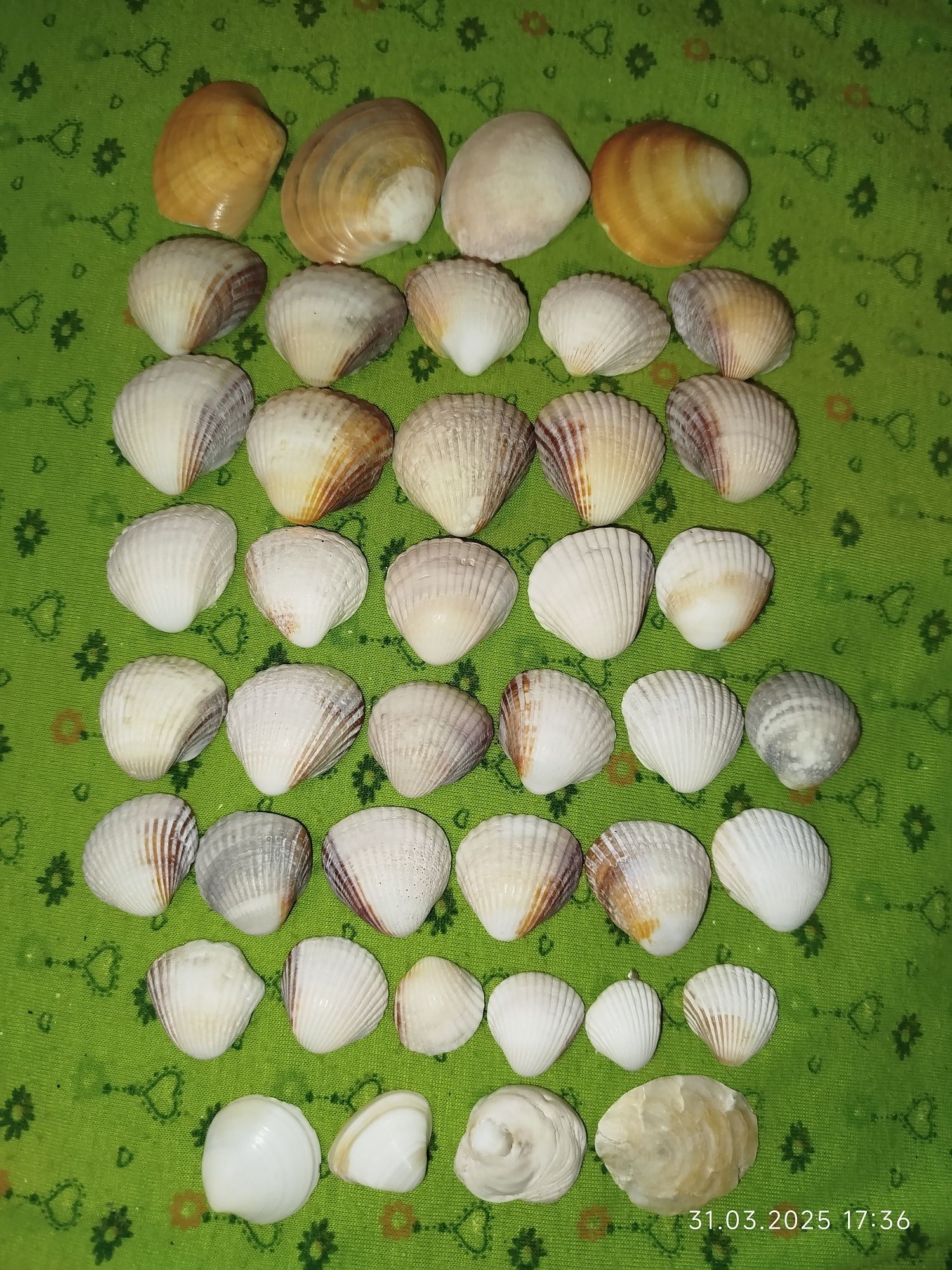 Ракушки натуральные с морей