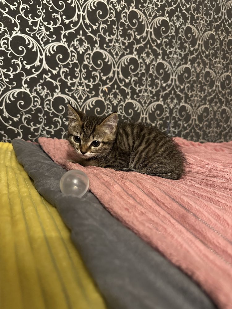 Котёнок-девочка ищет дом!