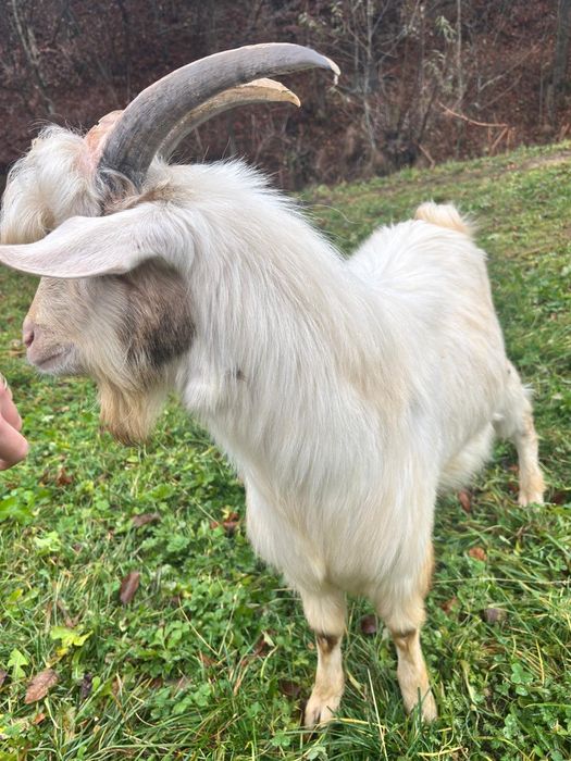 Vând ţap de 8 luni!