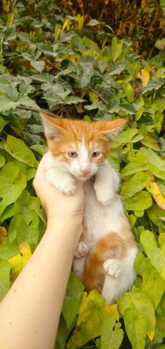 Отдам рыже-белого котёнка в добрые руки — мальчик, ласковый и игривый