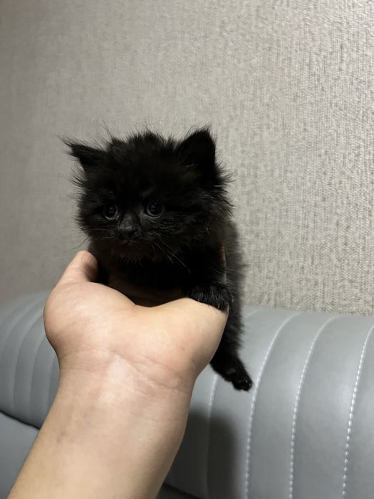 British shorthair ( британская короткошёрстная) болачалари