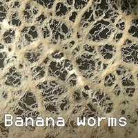 Banana worms,starter, cultura.
