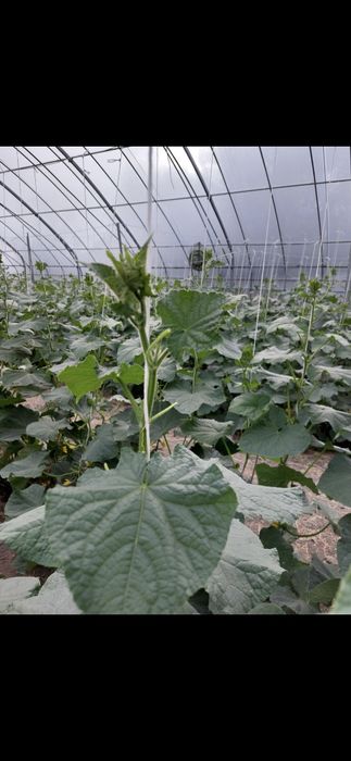 Продается оцинкованная теплица 300 м2